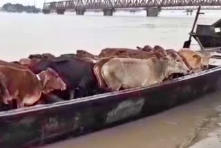 Cattle smuggling thriving near Indo-Bangladesh border