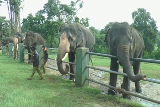 பன்னாட்டு யானைகள் தினம்  முதுமலைப் புலிகள் காப்பகம்  mudumalai tiger reserve area  mudumalai elephant camp