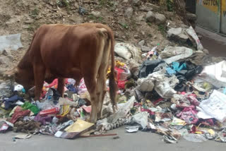 garbage is thrown outside by people in sundernagar