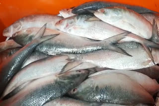 hilsa is seen in digha market