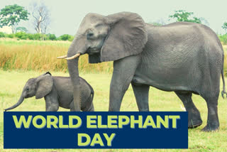 World Elephant Day