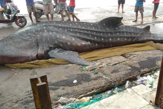 The body of a whale shark