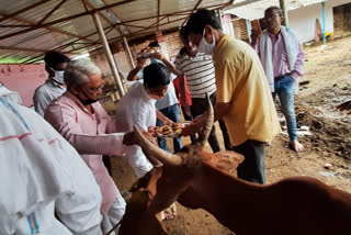 People feeding jaggery to cow