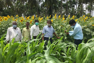 Agricultural Scientists visit the sunflower crop field