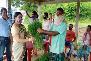 paddy distribution at tapang block under cachar district