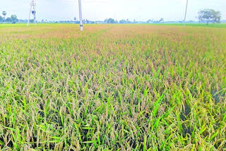 urea rates are higher in private fertilizer shops in nellore district