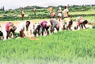 vijayangaram farmers not showing interest on micronutritions