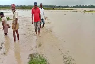 The dam of the river is broken by the rising water of Gavoru river rangapara sonitpur assam etv bharat news