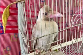 rare white crow rescue