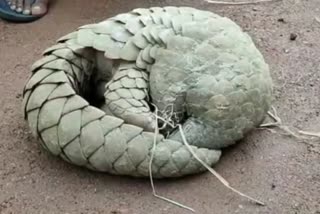 the-umarkot-forest-department-rescued-the-indian-pangolin-from-a-house