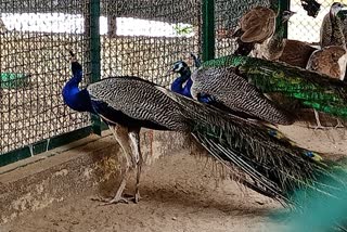 national bird peacock