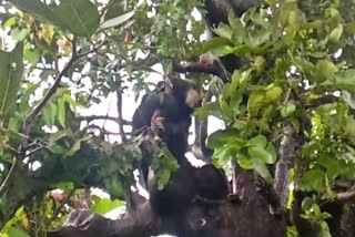 rescue of bear in koriya