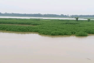 बाढ़ से जूट की खेती तबाह