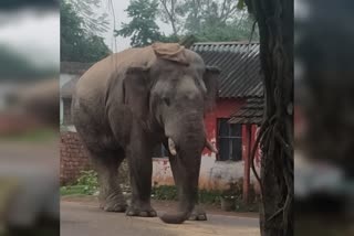 গ্রামে ঢুকল দাঁতাল