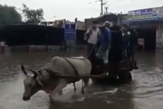 people crossing path with the help of  bullock carts in Pul Prahladpur due to Waterlogging