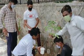 mandi village people planted trees