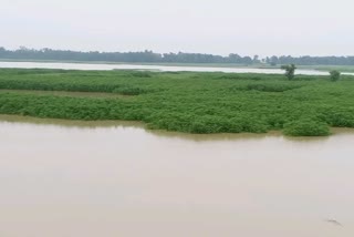 Jute farming destroyed by flood in katihar