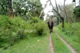 An Elephant chased forest staff   in Nagarahole forest