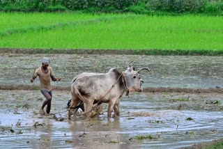 farmer