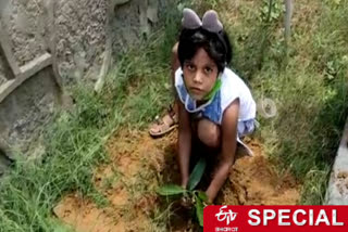 4 year old girl Suniska Dhanwaria planted saplings on her birthday in Chhatarpur