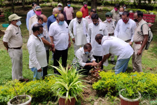 tree plantation