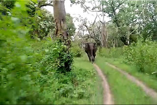 Wild elephant chases forest officials