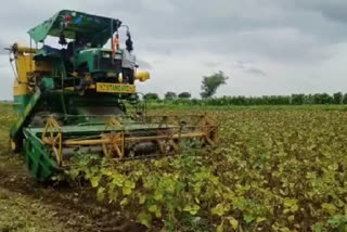 Crop destroyed due to rain fall