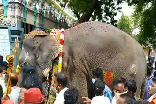 Puducherry temple elephant lakshmi