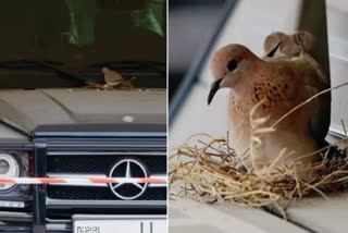 Prince-Cordons-Off-Mercedes-After-Birds-Build-Nest-On-It