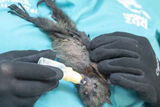 Thailand-Scientists-catch-bats-for-corona-origin