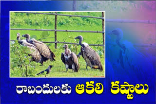 Vultures migrate to Maharashtra