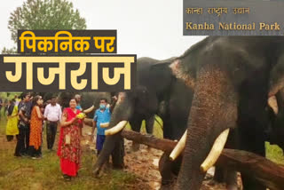 Forest Department serving elephants in Kanha National Park