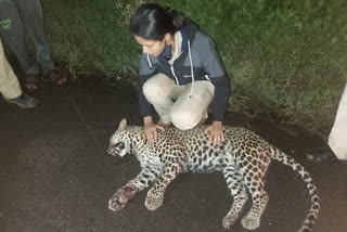 leopard killed by unknown vehicle in katraj ghat pune