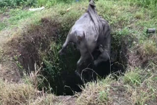 Buffalo rescue