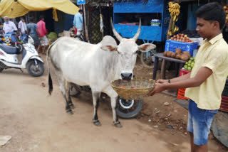 Three calves killed in accident, Three calves killed in accident in Davanagere, Three calves killed in accident news, Davanagere calves accident, Davanagere calves accident news, ಅಪಘಾತದಲ್ಲಿ ಮೂರು ಕರುಗಳು ಸಾವು, ದಾವಣಗೆರೆ ಅಪಘಾತದಲ್ಲಿ ಮೂರು ಕರುಗಳು ಸಾವು, ಅಪಘಾತದಲ್ಲಿ ಮೂರು ಕರುಗಳು ಸಾವು ಸುದ್ದಿ, ದಾವಣಗೆರೆ ಕರು ಅಪಘಾತ, ದಾವಣಗೆರೆ ಕರು ಅಪಘಾತ ಸುದ್ದಿ,