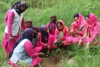 plantation program organized by Mahila Mandal in Karsog