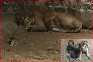 Lioness gave birth to three cubs