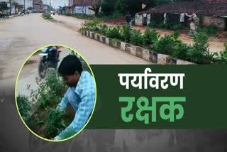 plantation on divider of road