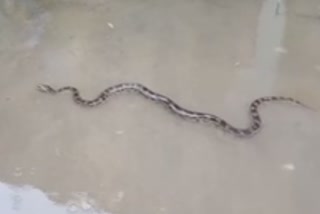 snake rescue from malkangiri