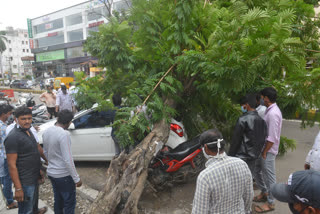 tree collapse on vehicles