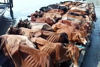 Illigal Cow Rescue In Assam Duburi