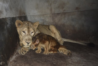 new guest in state zoo of assam