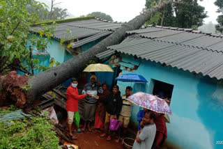 heavy tree has fell on house in vishakapatnam