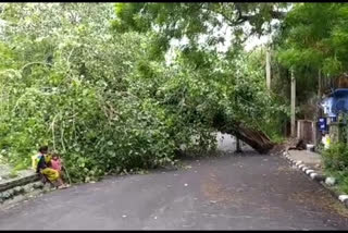 Society service lane blocked due to felling of trees in dwarka