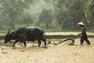 When is the festival of happiness for the farmer