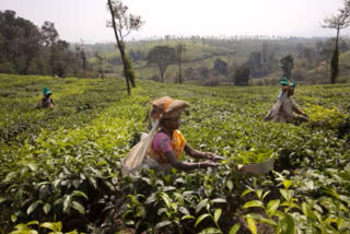 Human Rights Commission  tea workers payment issue  തേയില തൊഴിലാളി  മനുഷ്യാവകാശ കമ്മിഷന്‍