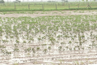 Heavy rains in Morbi's Aamran district