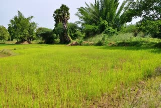 thiruvarur-direct-paddy-cultivation