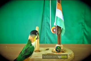 Video of Parrot unfurls the National Flag