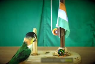 Parrot unfurls the National Flag  : Video